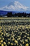 Daffodil Fields & Mt. Rainier